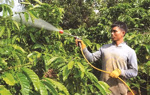 Sử dụng thuốc bảo vệ thực vật để phun trừ, chú ý phun ướt đều toàn bộ cây, đặc biệt phun kỹ thân cây và phun vào sáng sớm hoặc chiều mát