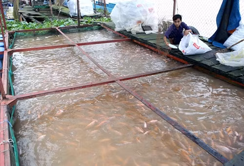 Hộ nông dân Nguyễn Thị Đào ở xã Tân Hội, TP Vĩnh Long được Hội Nông dân tỉnh hỗ trợ vay vốn nuôi cá lồng, phát huy hiệu quả.