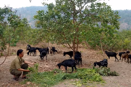 Phát triển đàn dê bách thảo.