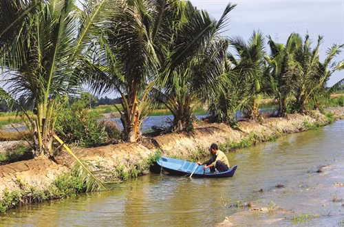 Diện tích dừa được trồng mới chủ yếu trên các bờ bao quanh đầm tôm tại huyện Phú Tân