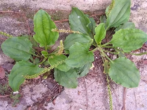 Cai thuốc lá dễ ợt với bài thuốc rẻ tiền dễ kiếm quanh nhà ảnh 2