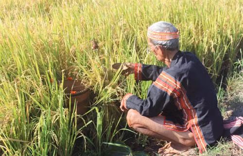 Trước khi làm Lễ mừng lúa mới, thầy cúng làm Lễ đưa hồn lúa về nhà kho và xin phép thần lúa cho người dân được gặt lúa đem về kho. Người thu hoạch lúa phải vuốt bằng tay để không làm cây lúa bị đau, thần lúa mới ở lại với gia chủ Sau đó, thầy cúng đặt các lễ vật về phía Đông và thực hiện các nghi thức rước lúa với mong muốn mong mùa rẫy mới mưa thuận gió hòa, mùa màng tươi tốt Sau khi làm lễ xong, thầy cúng mời người phụ nữ là chủ ruộng lúa uống rượu cần. Theo phong tục, người uống phải say, rượu cần phải cạn thì vụ mùa năm sau sẽ càng nhiều lúa. Sau phần lễ rước hồn lúa về kho, người dân tổ chức dã gạo để lựa ra những hạt gạo tốt nhất Những âm thanh gọi thần lúa về kho Sau khi mọi lễ vật đã chuẩn bị đầy đủ, thầy cúng thực hiện nghi thức cúng các vị thần linh ở kho lúa mới để tạ ơn thần Đất - Trời, Núi - Rừng. Tiếp đó là Lễ cúng lúa mới và cúng sức khỏe cho già làng với đầy đủ các lễ vật: cơm lúa mới, rượu cần, heo, gà... Thầy cúng khấn niệm với mong muốn cầu chúc mọi người sức khỏe, gia đình hạnh phúc, mùa màng bội thu. Sau khi cúng xong, thầy cúng mời người nữ, chủ ruộng lên uống rượu cần. Phần lễ vật và rượu cần còn lại được chia cho tất cả những người được mời tham dự.. . Người dân và du khách cùng chung vui Múa hát quanh cây nêu trong ngày hội ... cồng chiêng "Mừng lúa mới được mùa" kết hợp với những điệu múa xoang đầy uyển chuyển trong "Mọi người ơi, hòa cùng nhịp xoang Gia Rai" Một hình ảnh không thể thiếu trong các nghi lễ của người Gia Rai chính là biểu tượng của những chú chim, có thể bay lên cao đến xứ sở các thần linh đem theo lời cầu xin của con người.