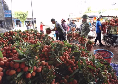 Thu mua vải thiều tại một hộ kinh doanh ở thị trấn Kim, xã Phượng Sơn, huyện Lục Ngạn.