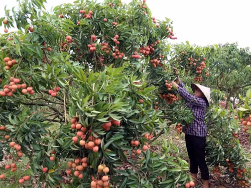 Thu hoạch vải thiều tại hộ nông dân Nguyễn Văn Quân, xã Thanh Hải.