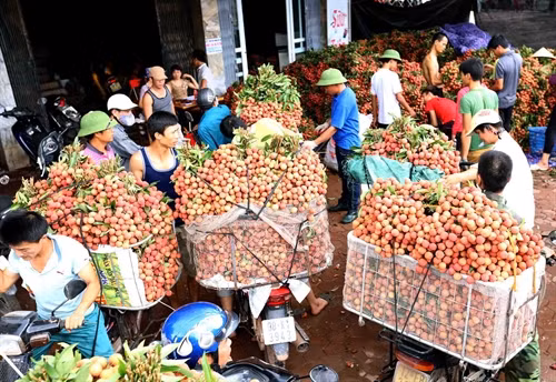 Thu mua vải thiều