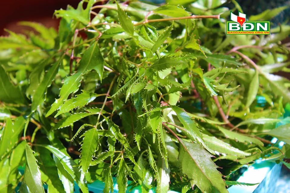 Cá suối giã đinh lăng của người M’nông ảnh 2