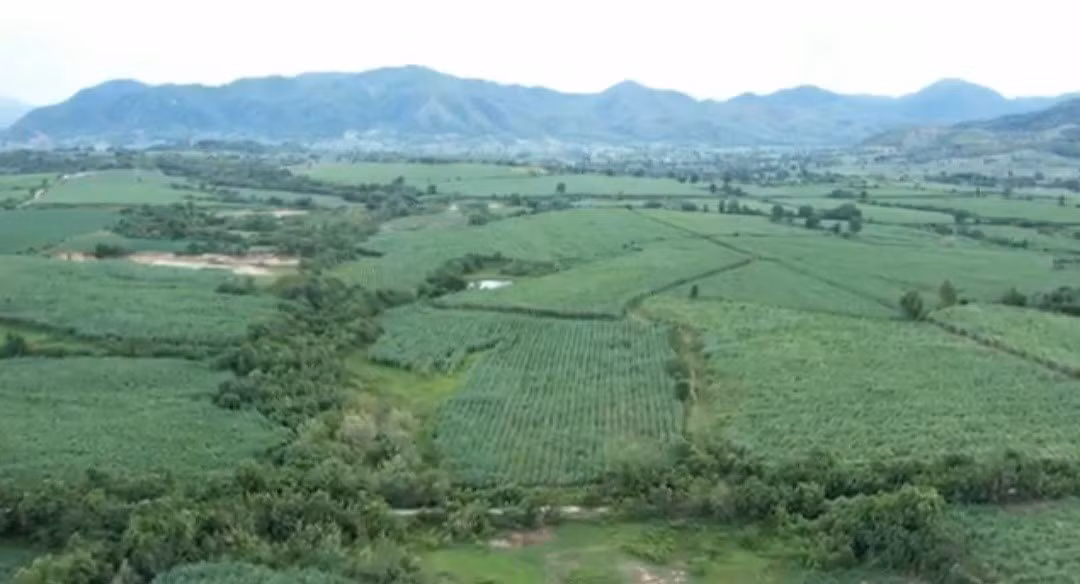 Gia Lai hình thành vùng chuyên canh mía quy mô lớn ảnh 1
