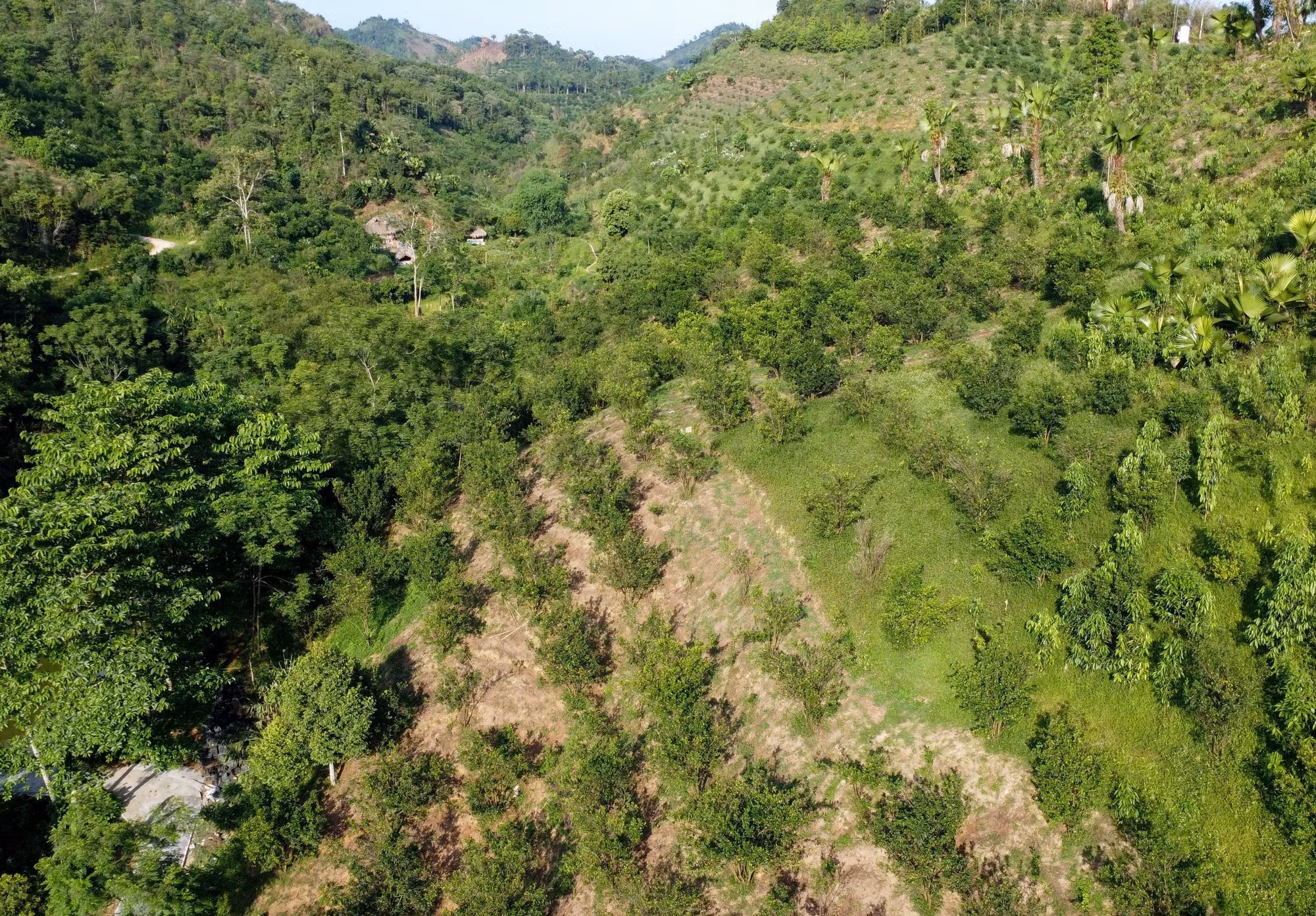 Hà Giang tìm hướng đi mới cho diện tích cam bị suy thoái ảnh 4
