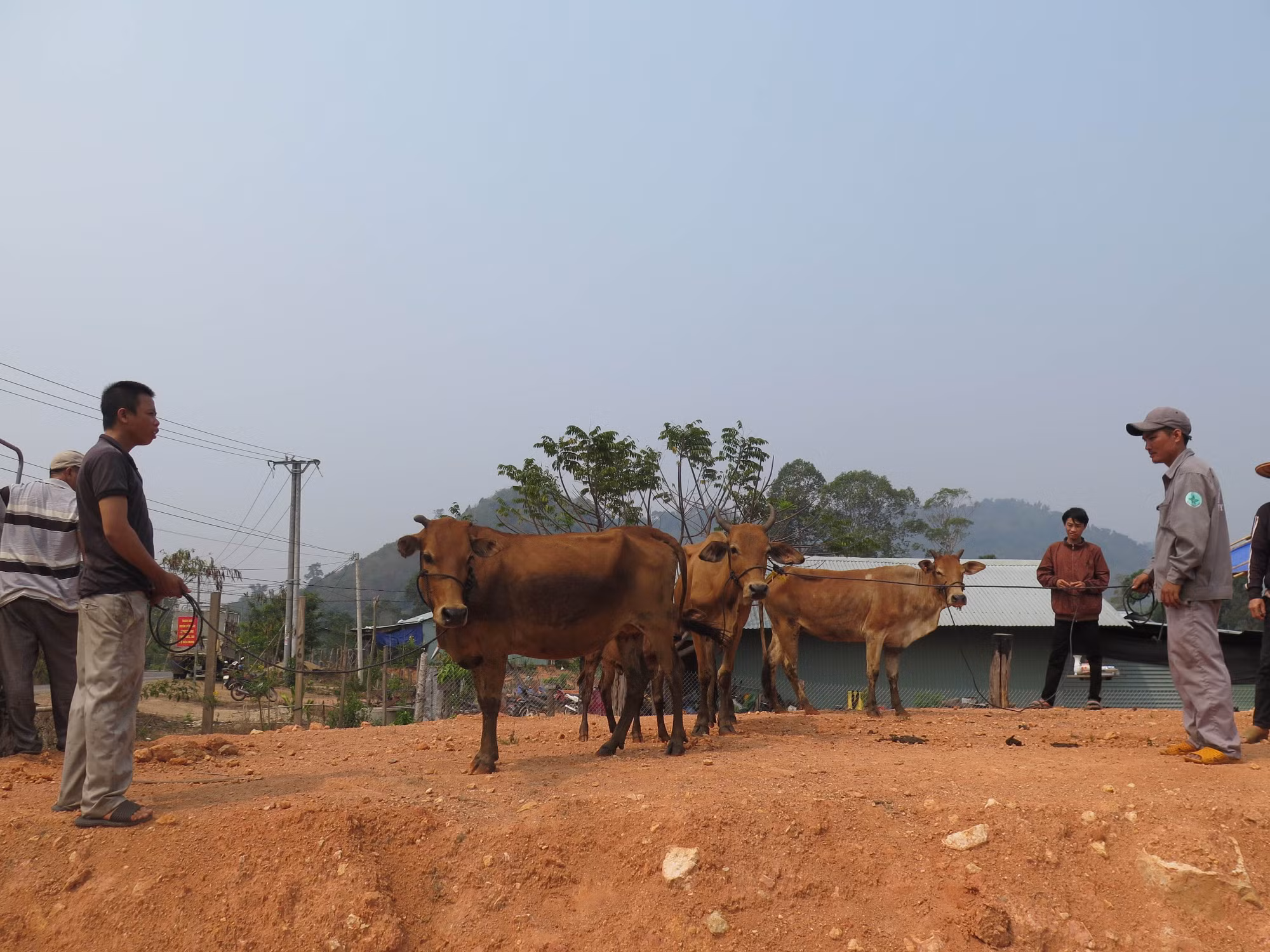 Kon Tum hỗ trợ cho các hộ dân ở vùng biên phát triển kinh tế ảnh 2 Kon Tum hỗ trợ cho các hộ dân ở vùng biên phát triển kinh tế ảnh 2