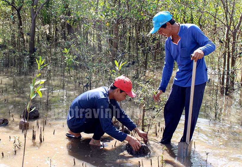 Trà Vinh đặt mục tiêu năm đến 2025 đạt hơn 12.000 ha rừng ngập mặn ảnh 1