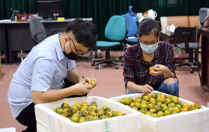 Thiết lập các gian hàng số tiêu thụ sản phẩm hồng vành khuyên Văn Lãng ảnh 1