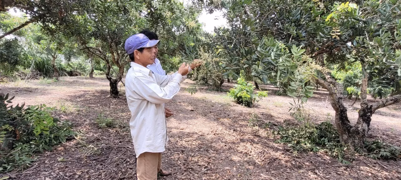 Phát triển kinh tế tuần hoàn trong nông nghiệp ở Bà Rịa-Vũng Tàu: Lợi đơn lợi kép ảnh 2
