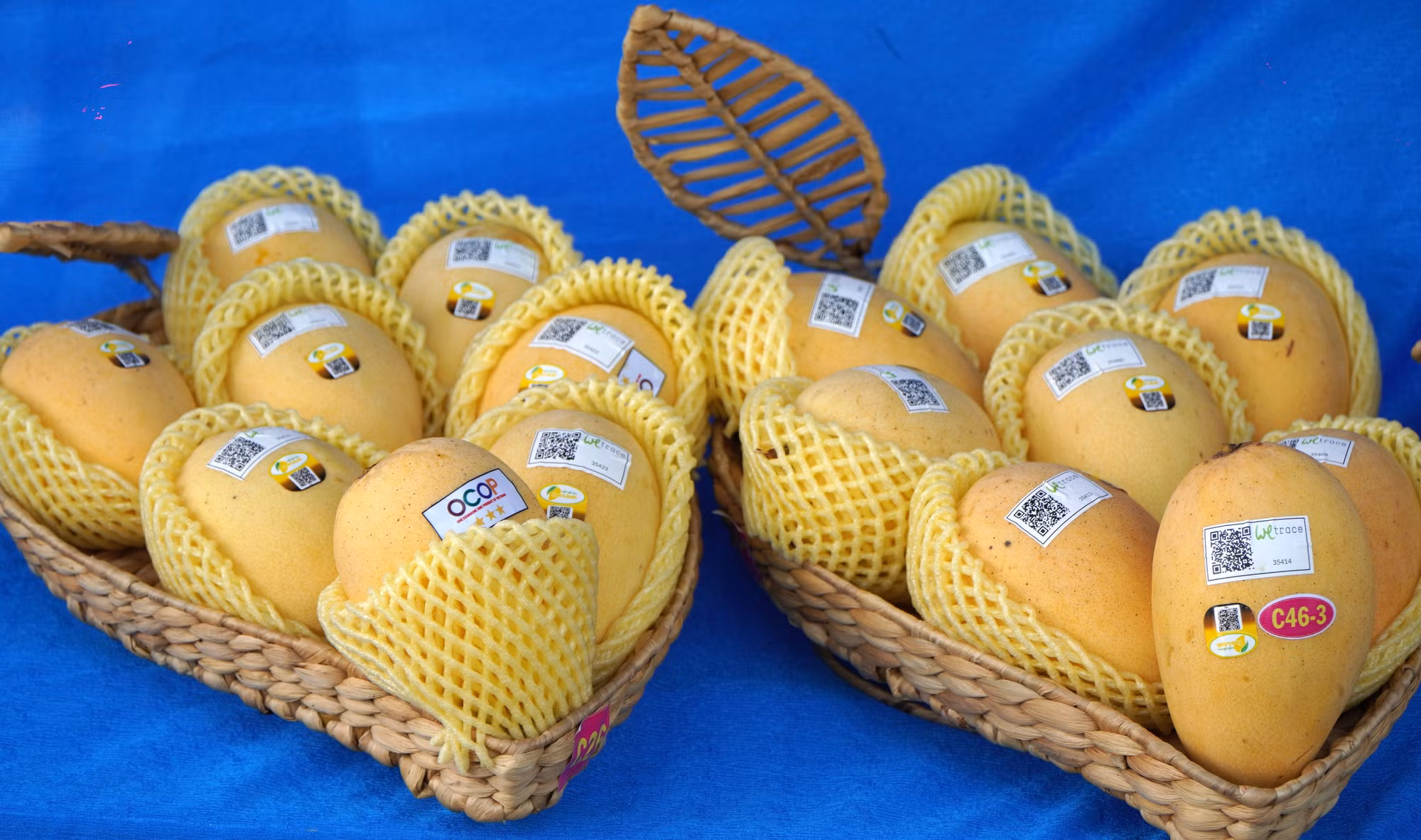 Nâng tầm vị thế Xoài Đồng Tháp ảnh 4