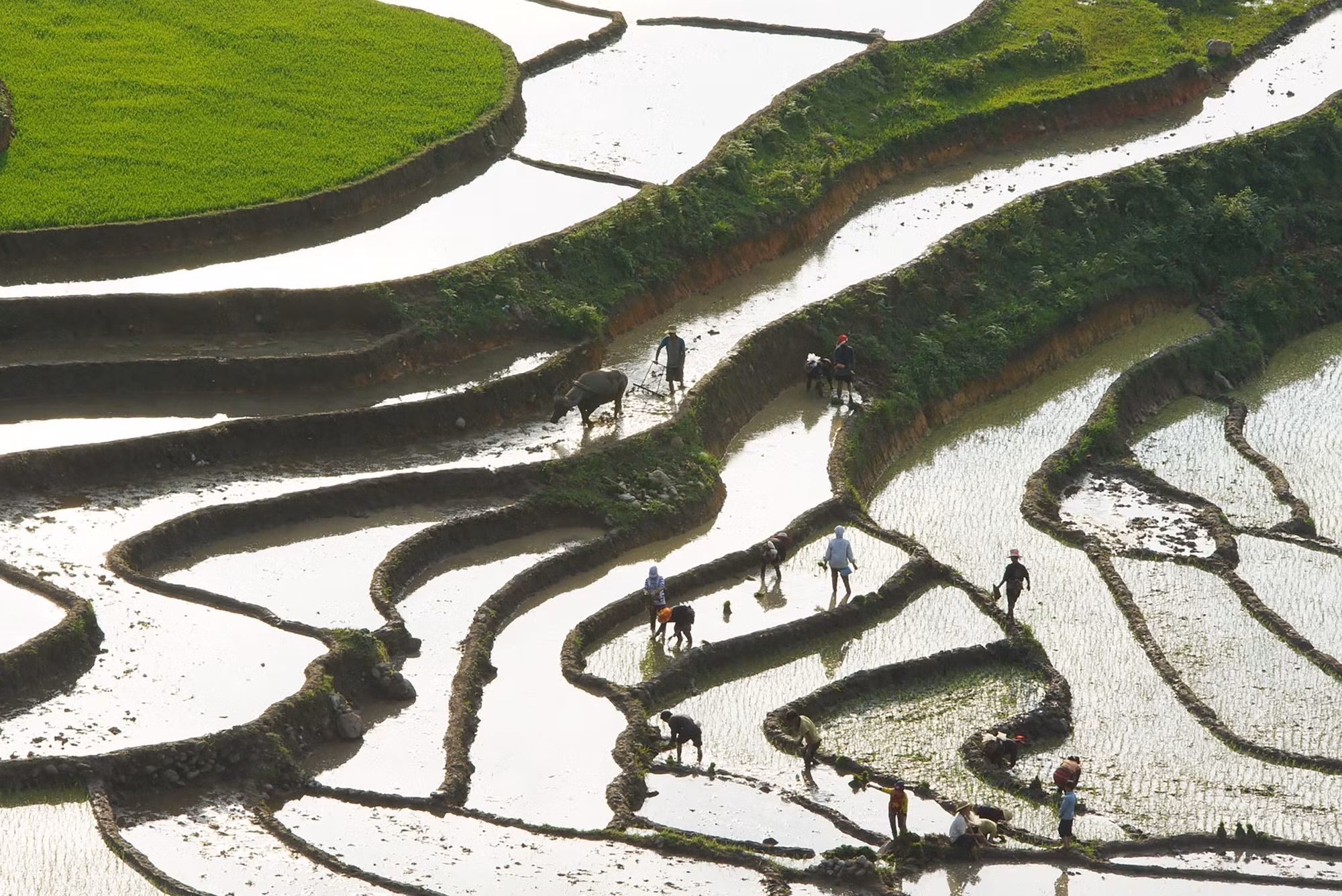 Ngây ngất ruộng bậc thang Sa Pa mùa nước đổ ảnh 4