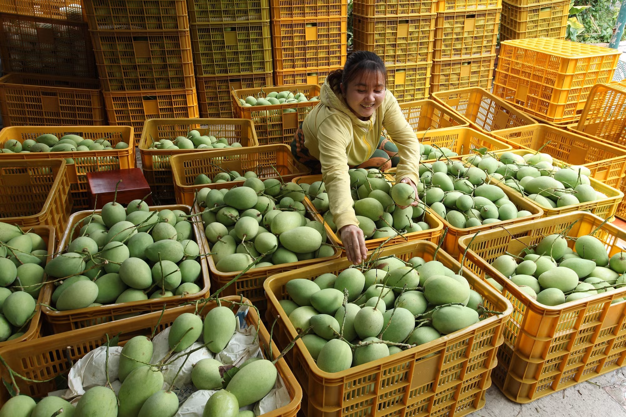 Nâng tầm vị thế Xoài Đồng Tháp ảnh 3