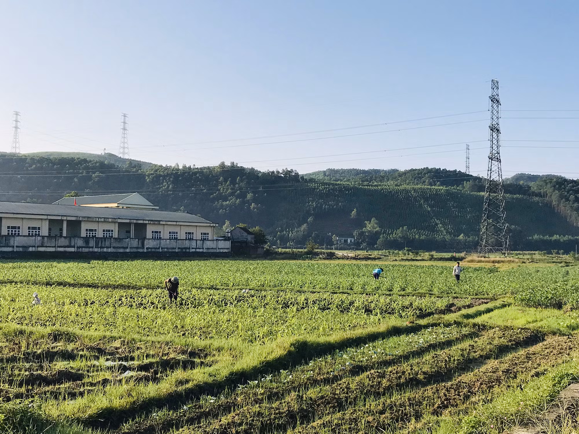 Trồng cây vụ 3 ngắn ngày tăng thu nhập cho nông dân Quảng Ninh ảnh 1