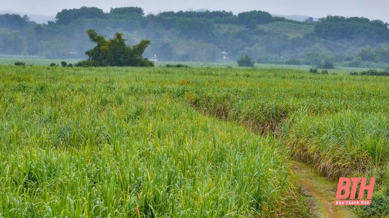 Người dân miền núi Thanh Hóa thoát nghèo nhờ cây mía ảnh 1