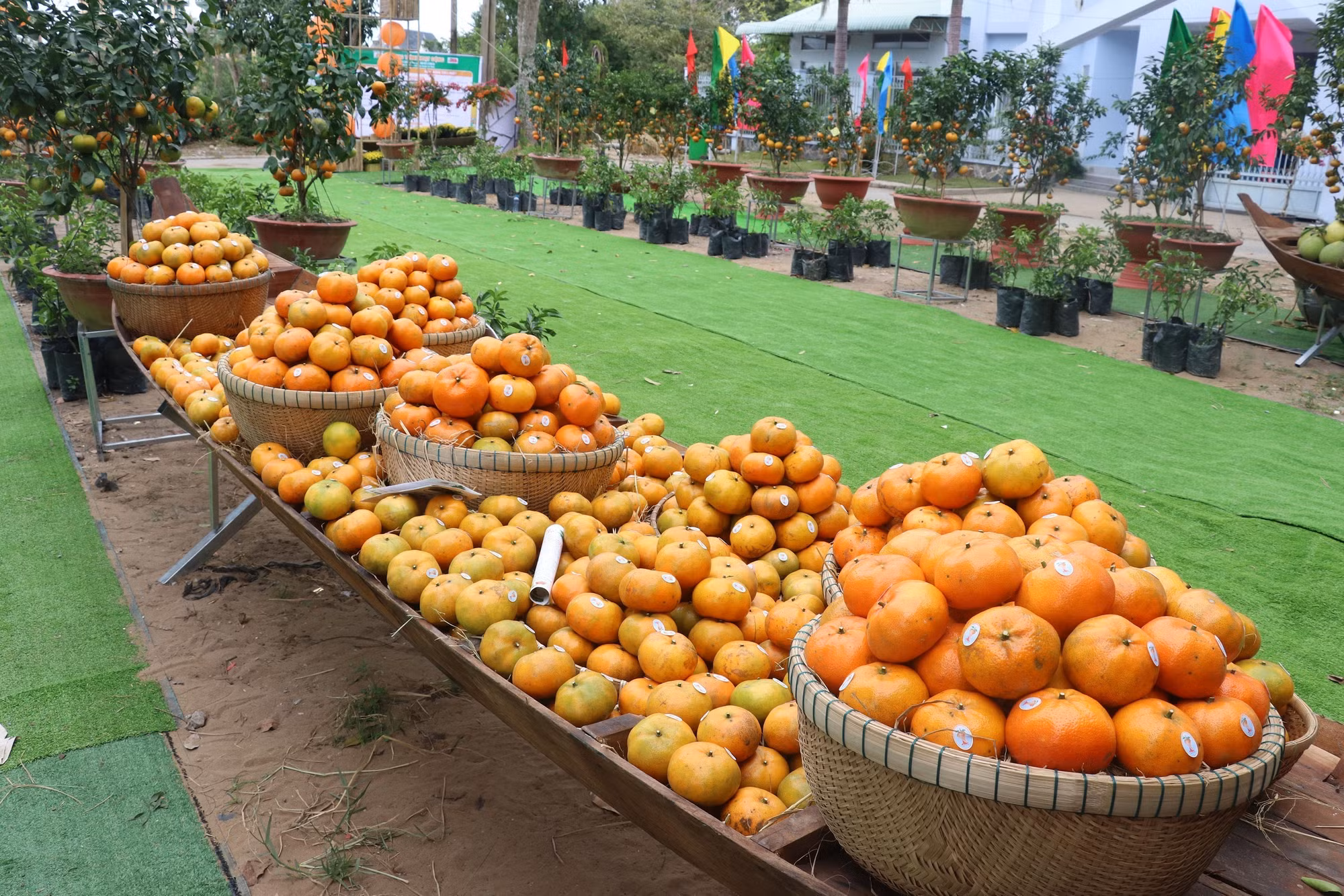 Lễ hội quýt hồng Lai Vung lần thứ nhất năm 2023: Quảng bá đặc sản vùng đất Đồng Tháp ảnh 2