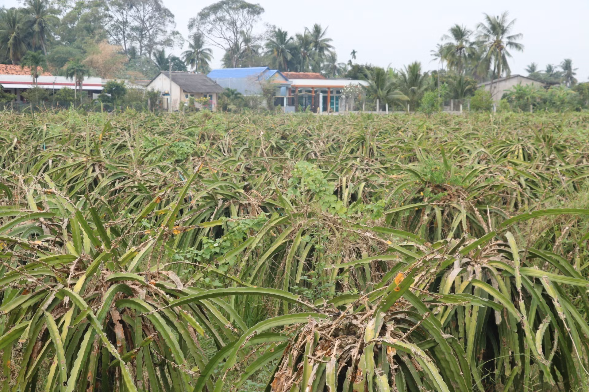 Phát triển bền vững cây thanh long (Bài 2) ảnh 1