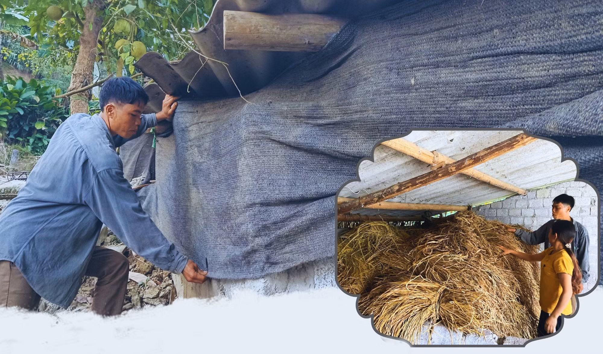 Lào Cai: Chủ động phòng chống đói, rét cho đàn gia súc ảnh 1