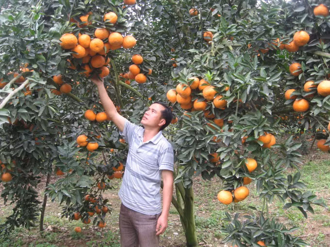 Gỡ nút thắt tiêu thụ cho cam Hà Giang ảnh 1