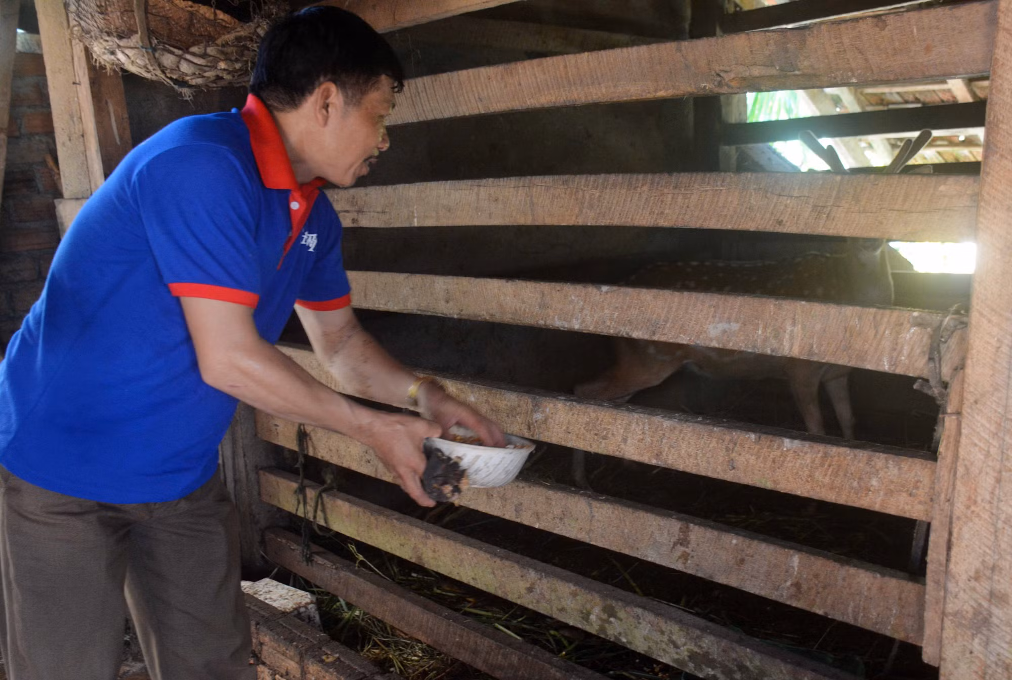 Sử dụng hiệu quả nguồn vốn vay, nhiều cựu chiến binh ở Đắk Lắk vươn lên thoát nghèo ảnh 2