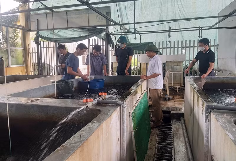 Giá trị kinh tế cao từ mô hình nuôi ghép cá trắm cỏ ở Hưng Yên ảnh 1