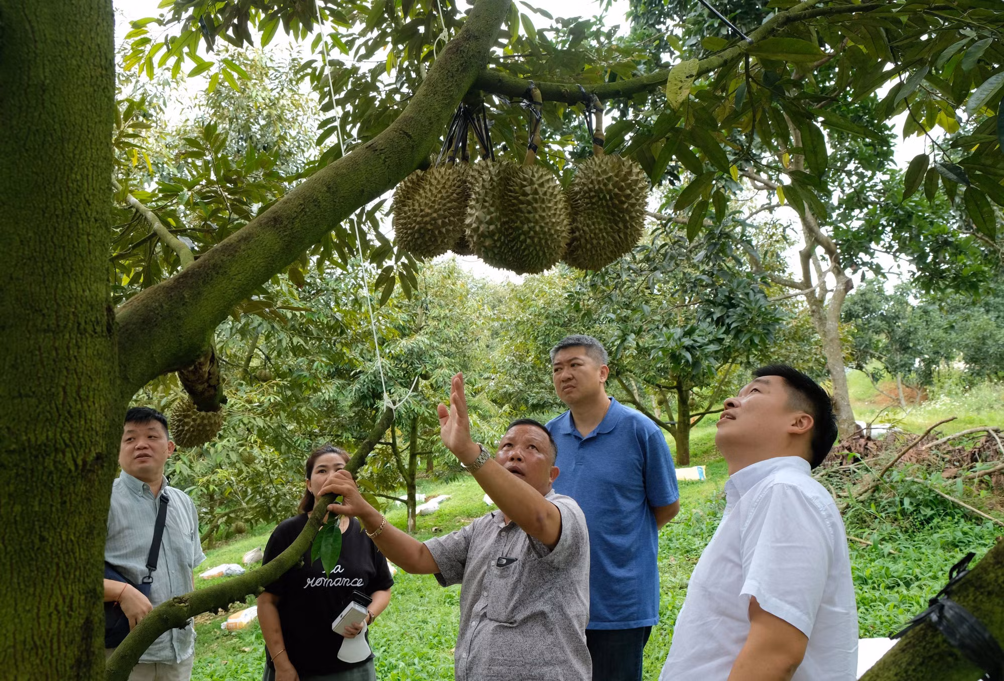 Lâm Đồng xuất khẩu hơn 70 tấn sầu riêng đầu tiên sang Trung Quốc ảnh 3