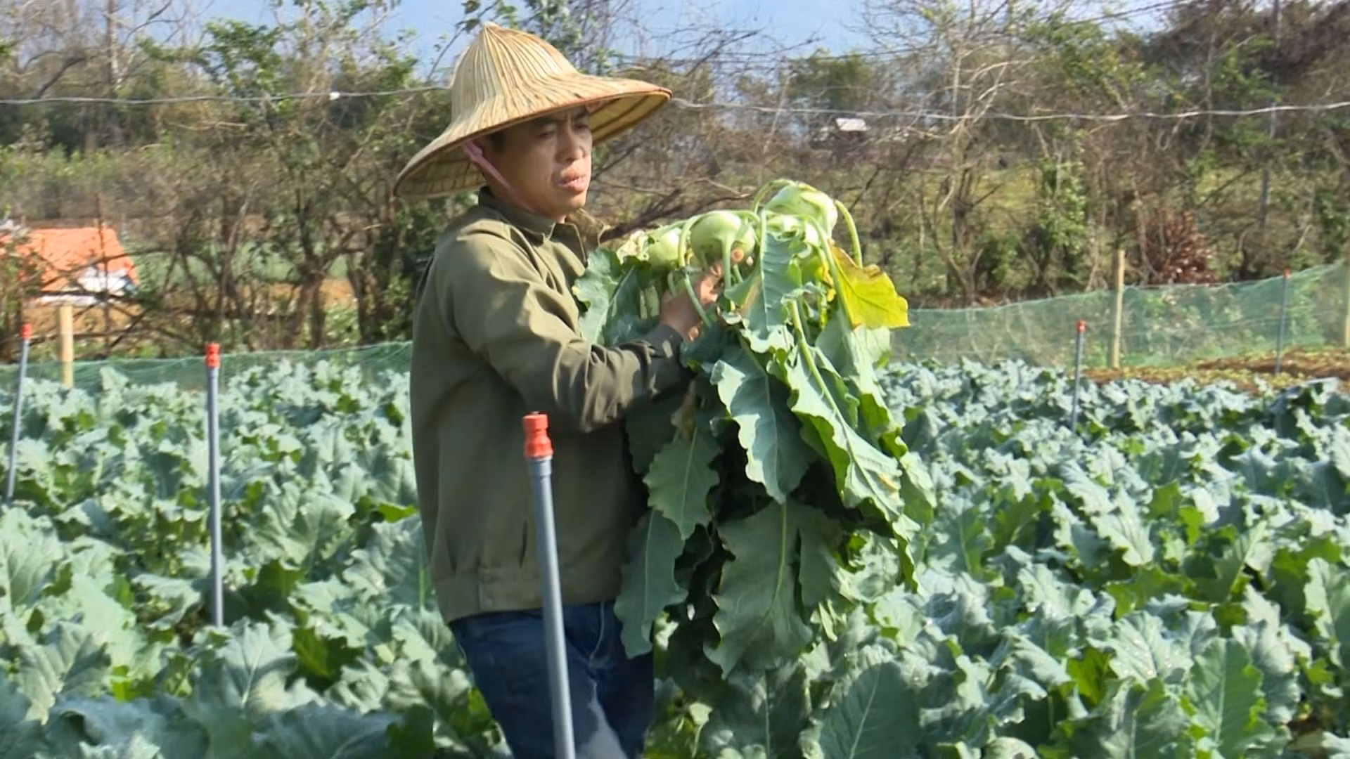 Nông dân Lai Châu khẩn trương xuống đồng gieo cấy lúa Xuân ảnh 3