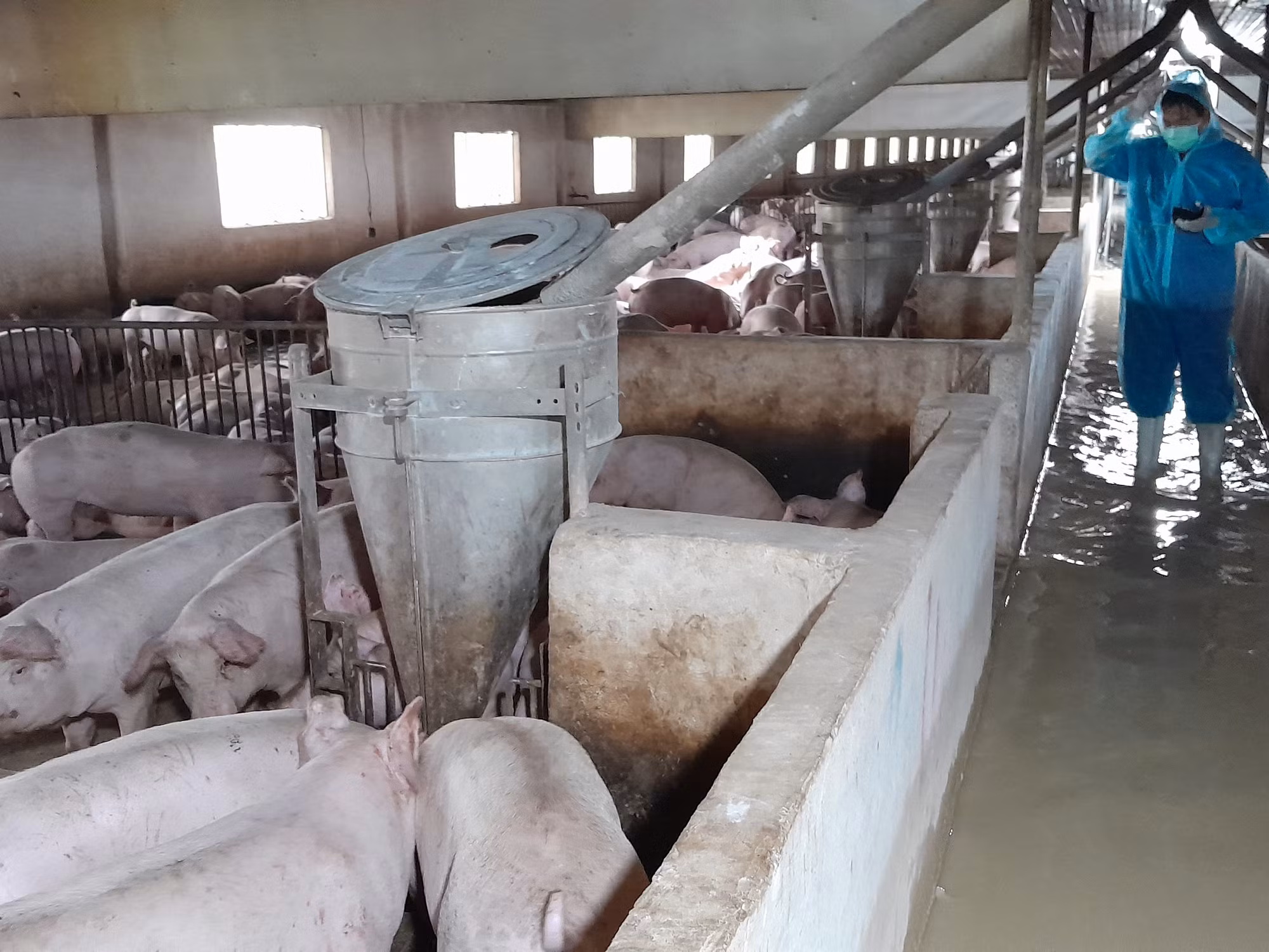Bịnh Phước: Tăng khả năng cạnh tranh, tạo sản phẩm chăn nuôi an toàn ảnh 4 Bịnh Phước: Tăng khả năng cạnh tranh, tạo sản phẩm chăn nuôi an toàn ảnh 4
