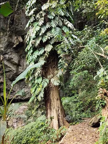 Xóm Hoài Khao – nơi bảo tồn môi trường sinh thái, văn hóa cổ truyền của người Dao Tiền ở Cao Bằng ảnh 7