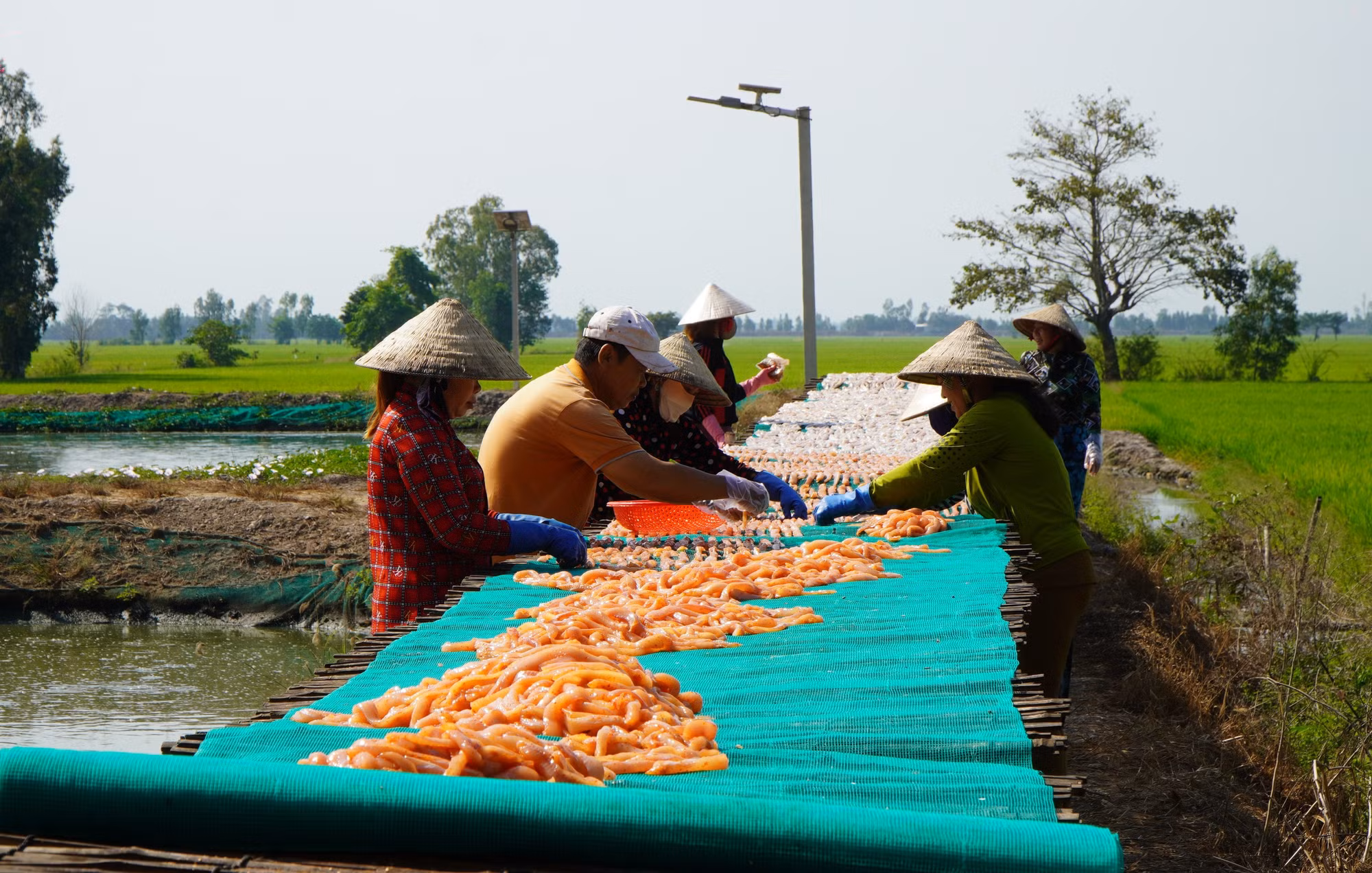 Làng cá khô Phú Thọ (Đồng Tháp) tăng công suất vụ Tết ảnh 3
