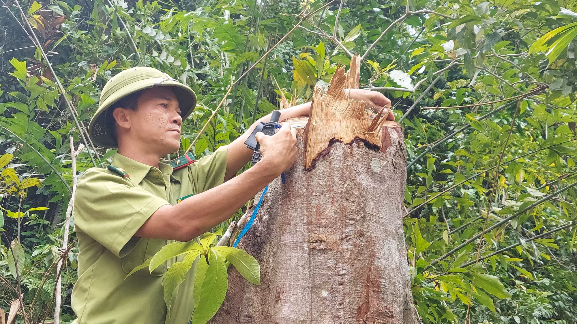 Quảng Trị yêu cầu xử lý nghiêm vụ chặt hạ nhiều gốc cây rừng tự nhiên tại Cam Lộ ảnh 3