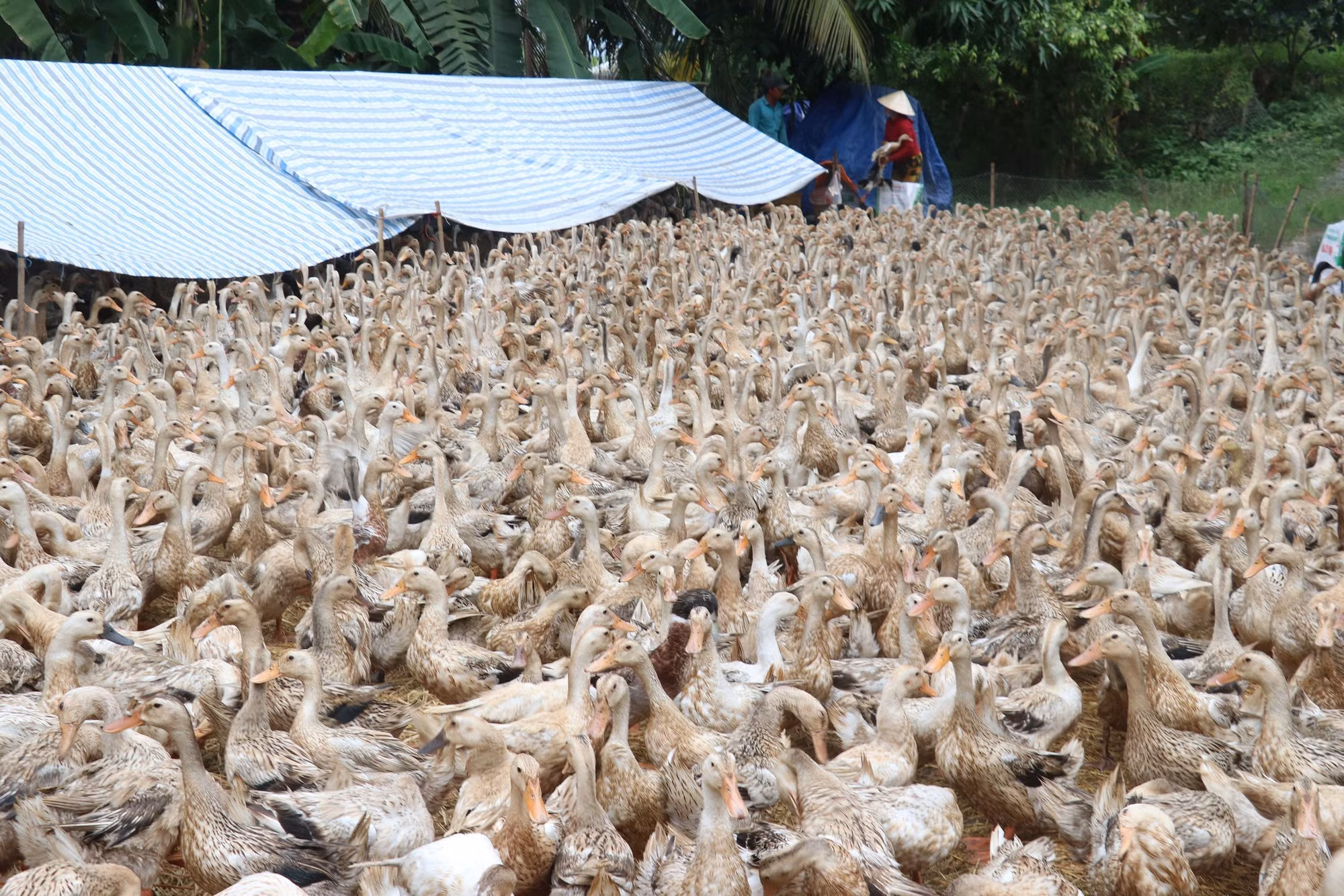 Đồng Tháp đặt mục tiêu đưa ngành hàng vịt đạt hơn 8,7 triệu con ảnh 1