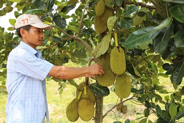 Đảng viên Đinh Kni chia sẻ kinh nghiệm thoát nghèo bền vững ảnh 1
