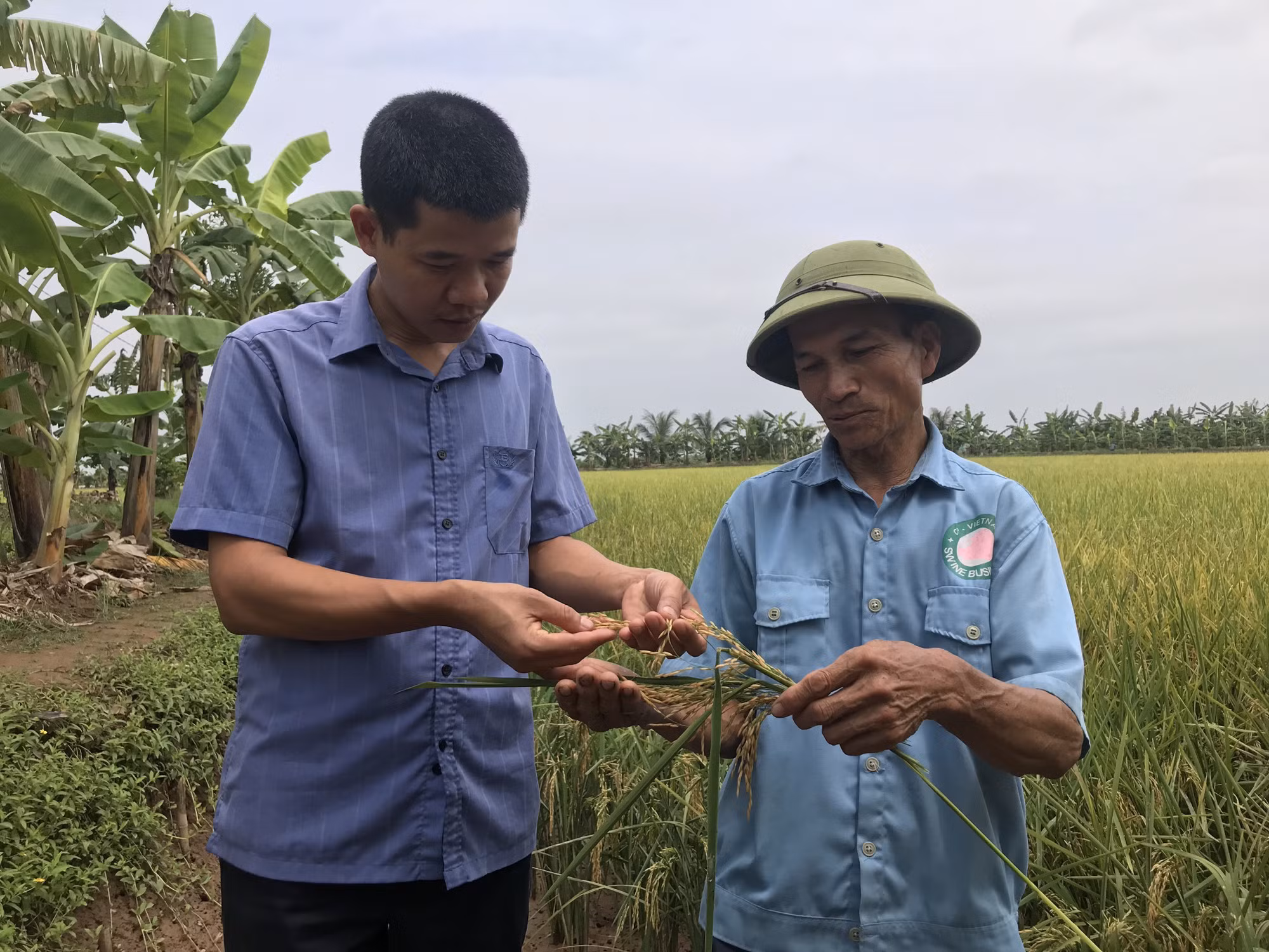 Gạo Bãi Rươi: sản phẩm sạch hữu cơ ở Tứ Kỳ Hải Dương ảnh 1