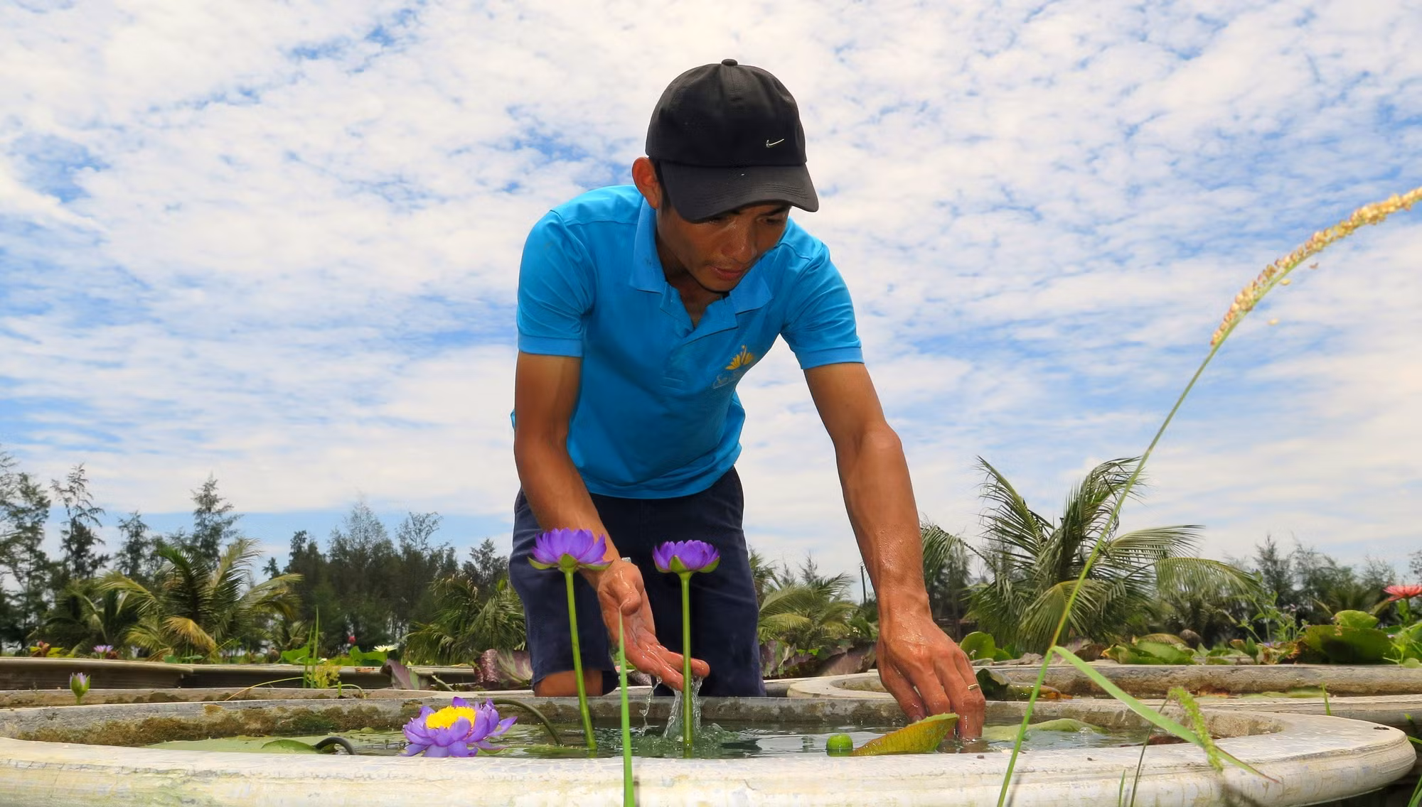 Tạo thương hiệu từ những vườn hoa súng trên vùng cát ven biển ảnh 3