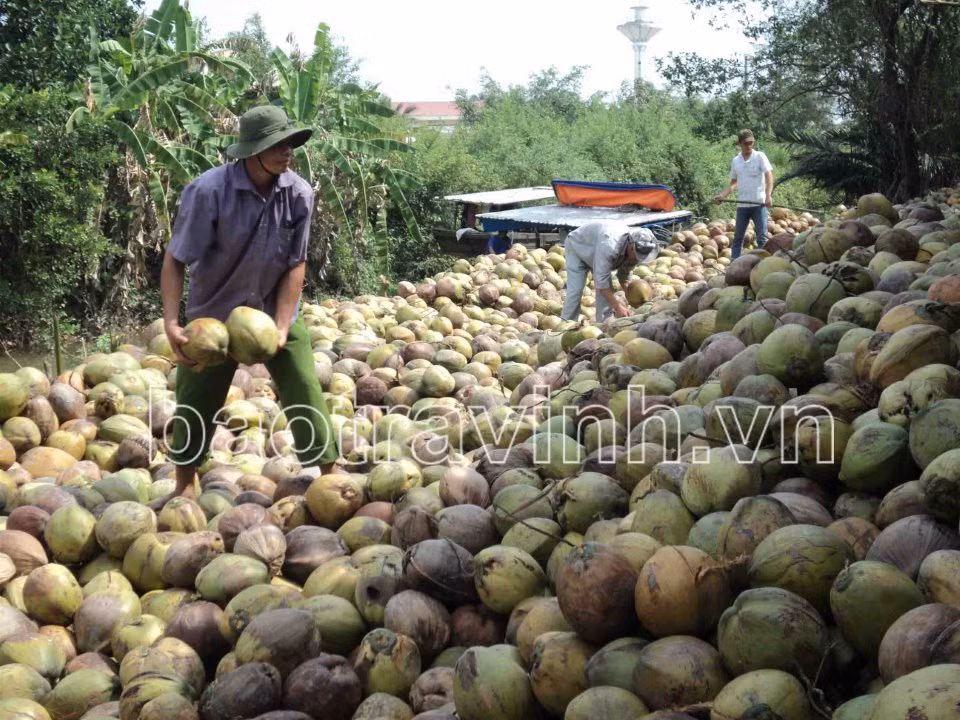 Giá dừa khô giảm mạnh, nông dân Trà Vinh không còn mặn mà ảnh 1