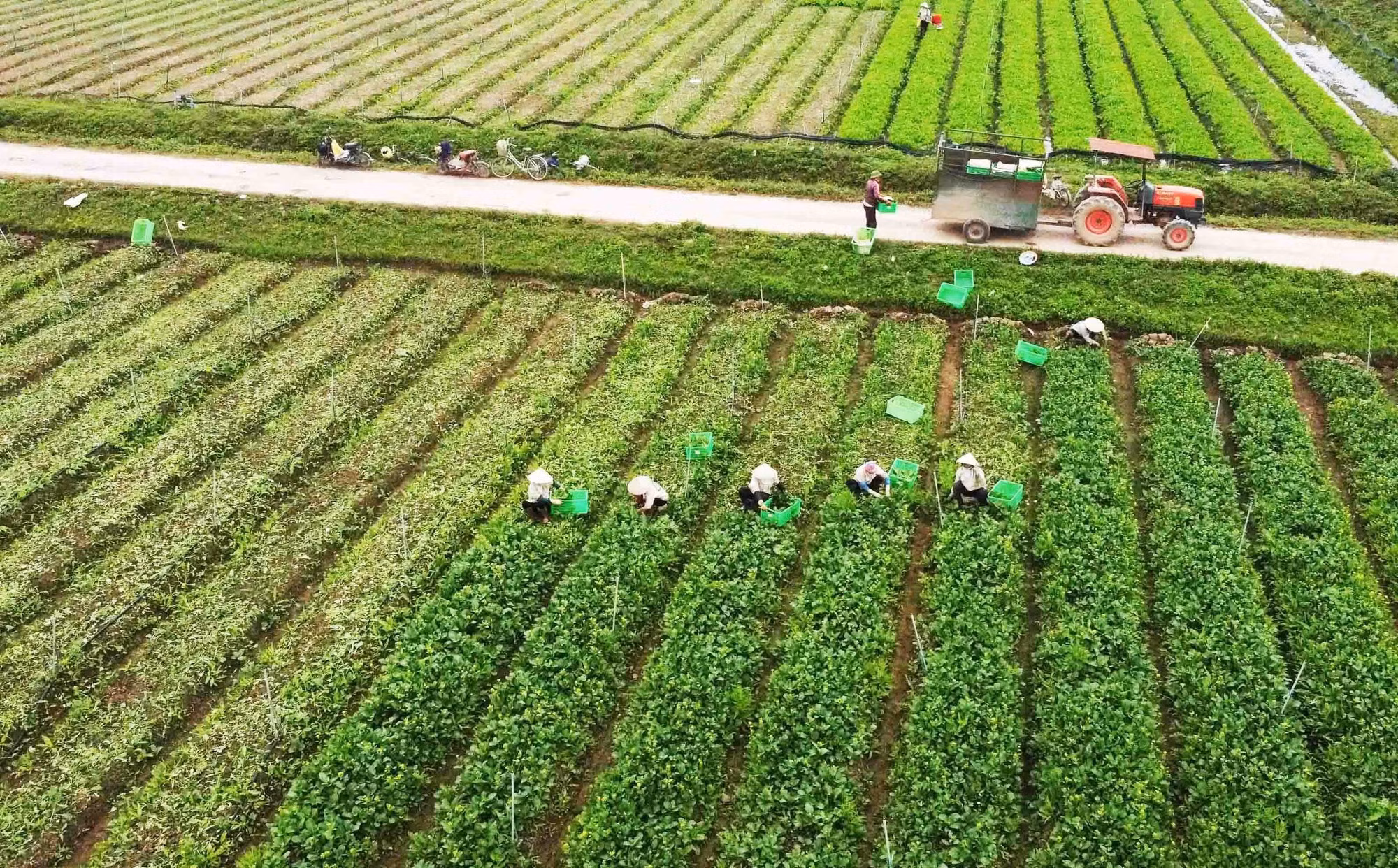Trí tuệ nhân tạo sẽ thúc đẩy phát triển nông nghiệp hiện đại ảnh 1