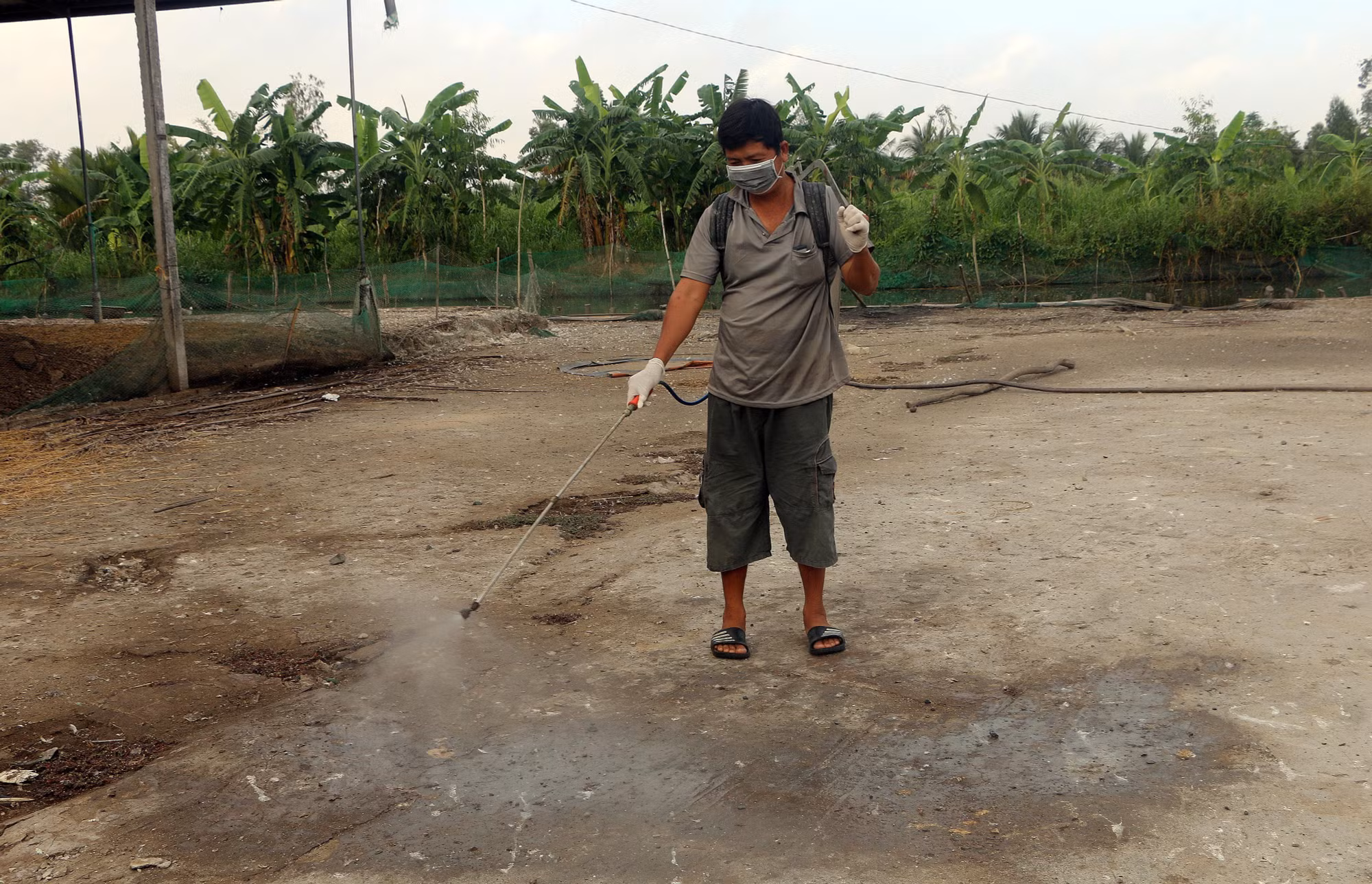 Sóc Trăng nhiều giải pháp phòng chống cúm gia cầm ảnh 4