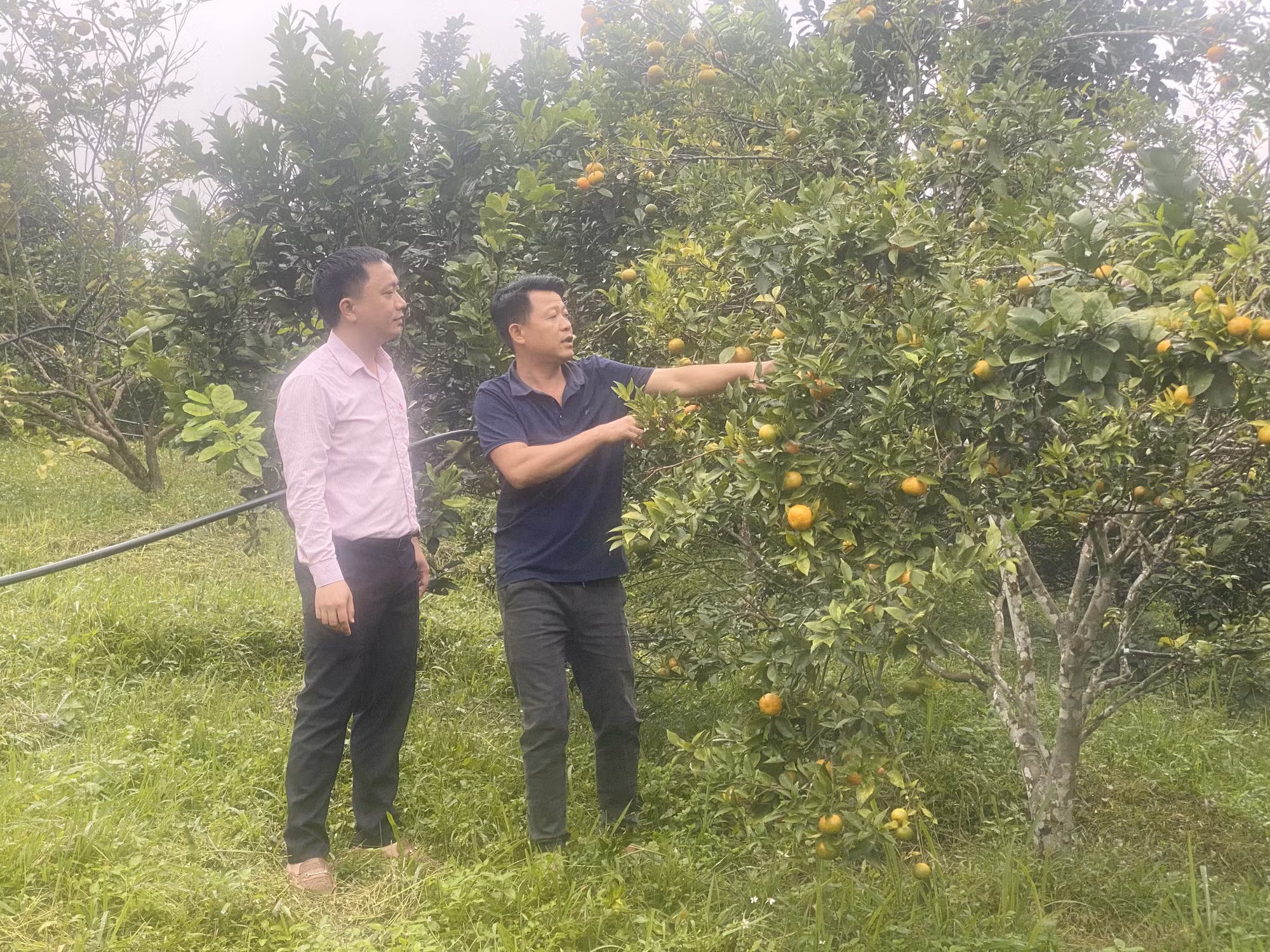 Thanh Hóa: Tín dụng chính sách “mở lối” giúp đồng bào vùng cao thoát nghèo ảnh 3