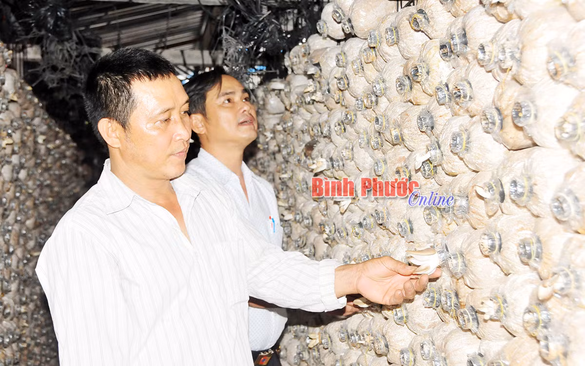 Trồng nấm cho hiệu quả kinh tế cao ở Tân Thành ảnh 1