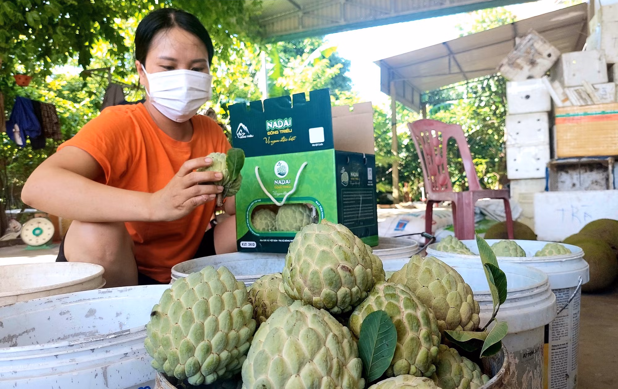 Tiêu thụ thuận lợi, na Đông Triều được giá ảnh 2