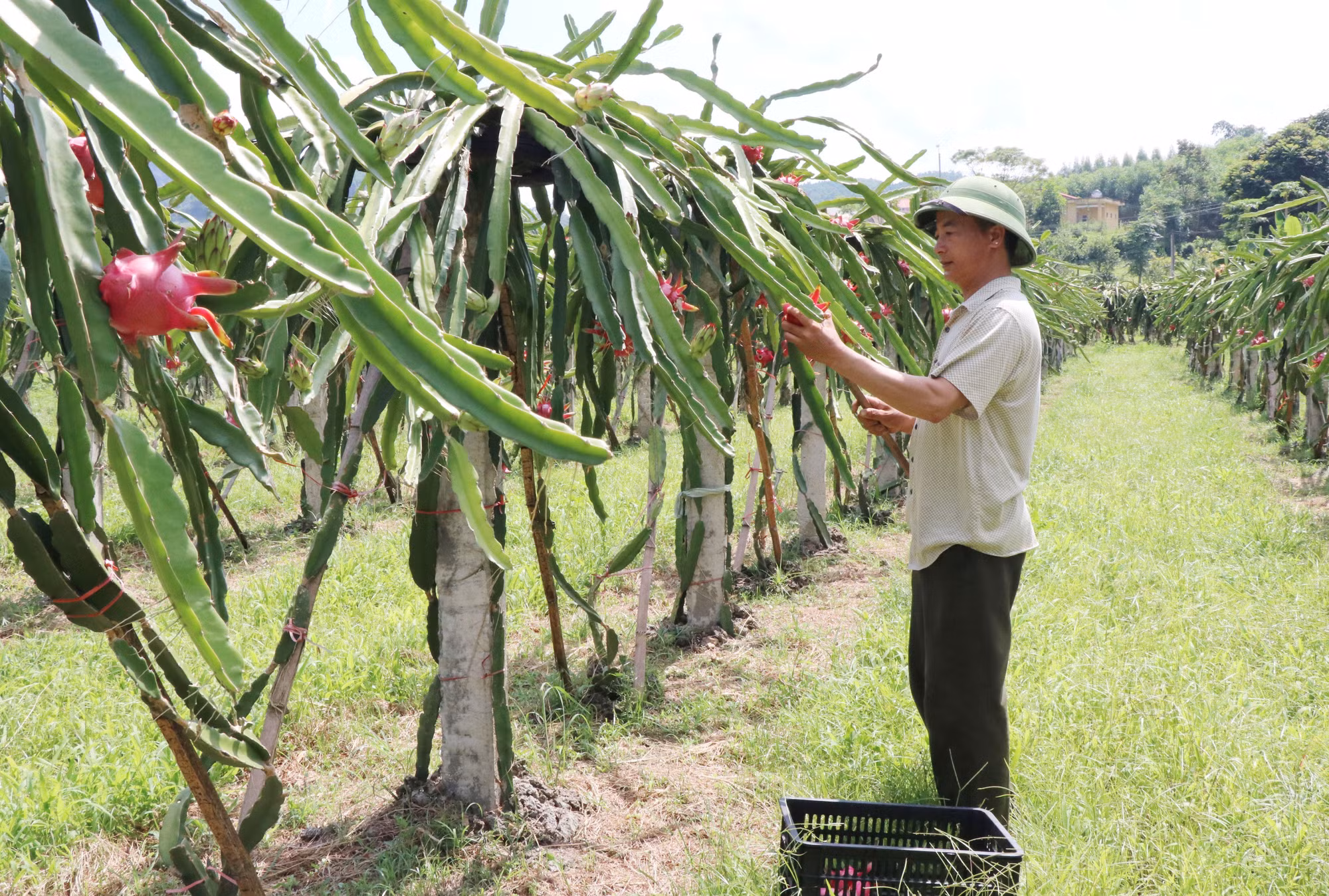 Huyện vùng cao Võ Nhai dồn lực để giảm 3% số hộ nghèo ảnh 6