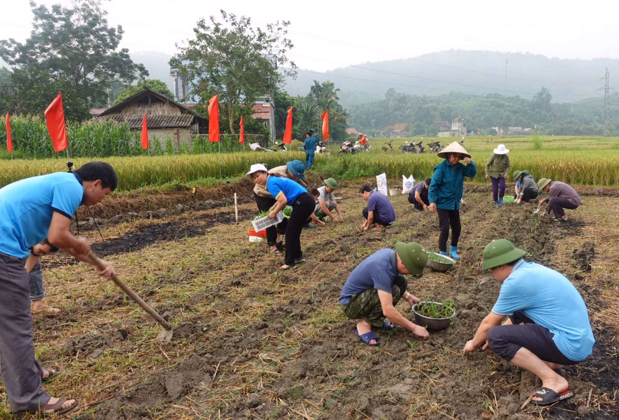 Yên Bái đưa vụ Đông trở thành vụ sản xuất chính trong năm ảnh 3