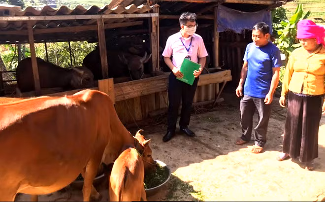Yên Bái: Giảm nghèo bền vững từ nguồn vốn chính sách ảnh 1