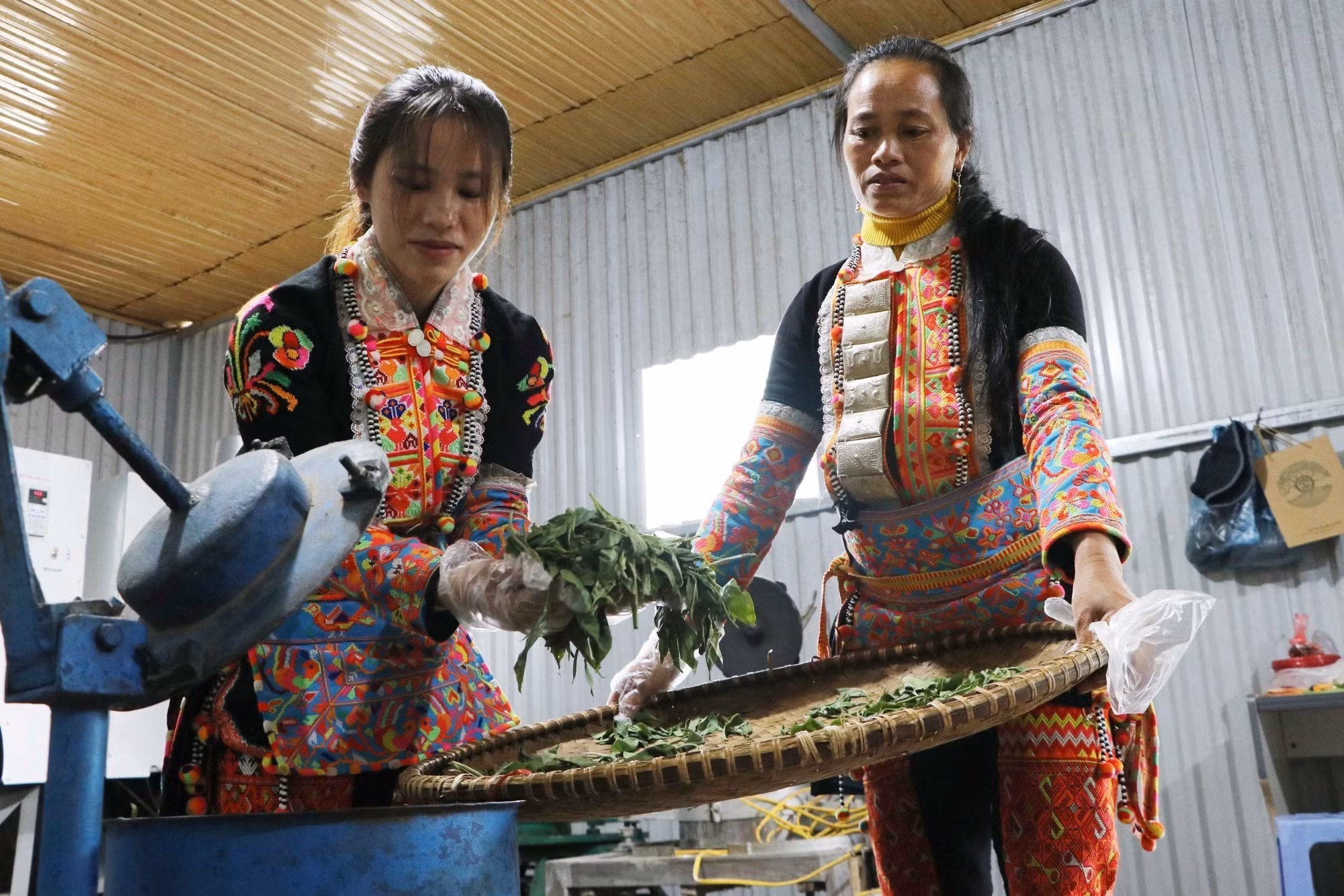 Tạo dựng thương hiệu trà cổ thụ vùng biên ảnh 4