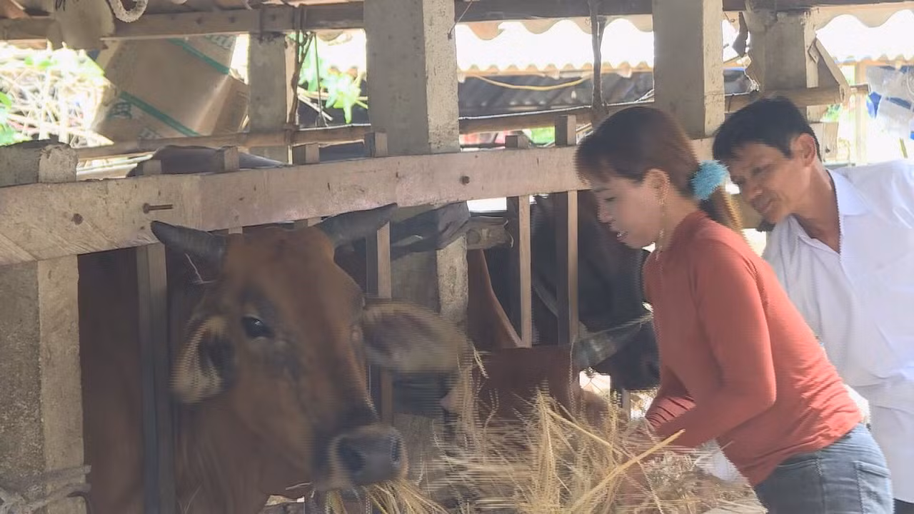 Những nông dân Hre sản xuất kinh doanh giỏi ở Quảng Ngãi ảnh 4