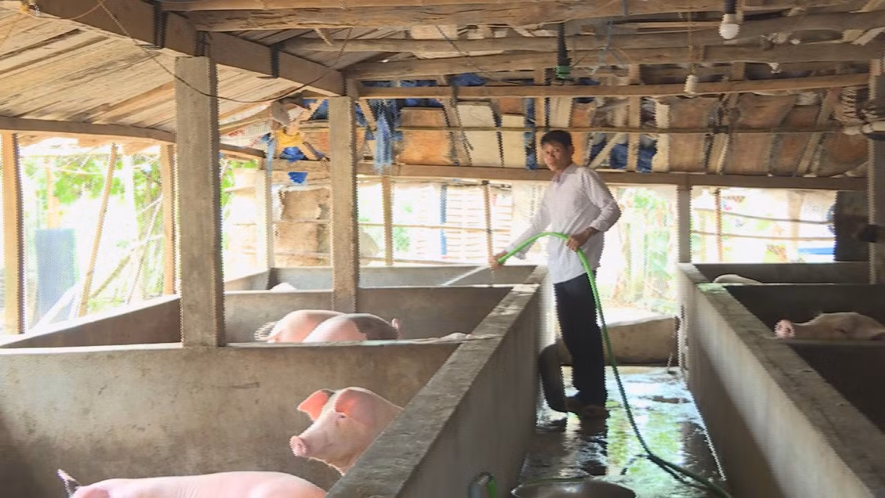 Những nông dân Hre sản xuất kinh doanh giỏi ở Quảng Ngãi ảnh 3