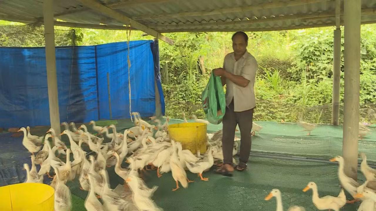 Những nông dân Hre sản xuất kinh doanh giỏi ở Quảng Ngãi ảnh 1